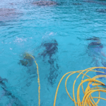 Aquablue - Experience Seen from the Boat