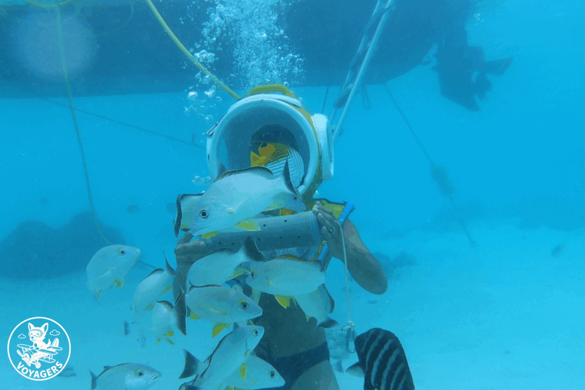 Aquablue - Fish Discovery