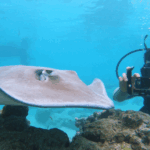 Aquablue - The Team of Professionals