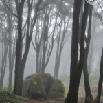 Sanctuaire de Peninha - Forêt enchantée sous la brume