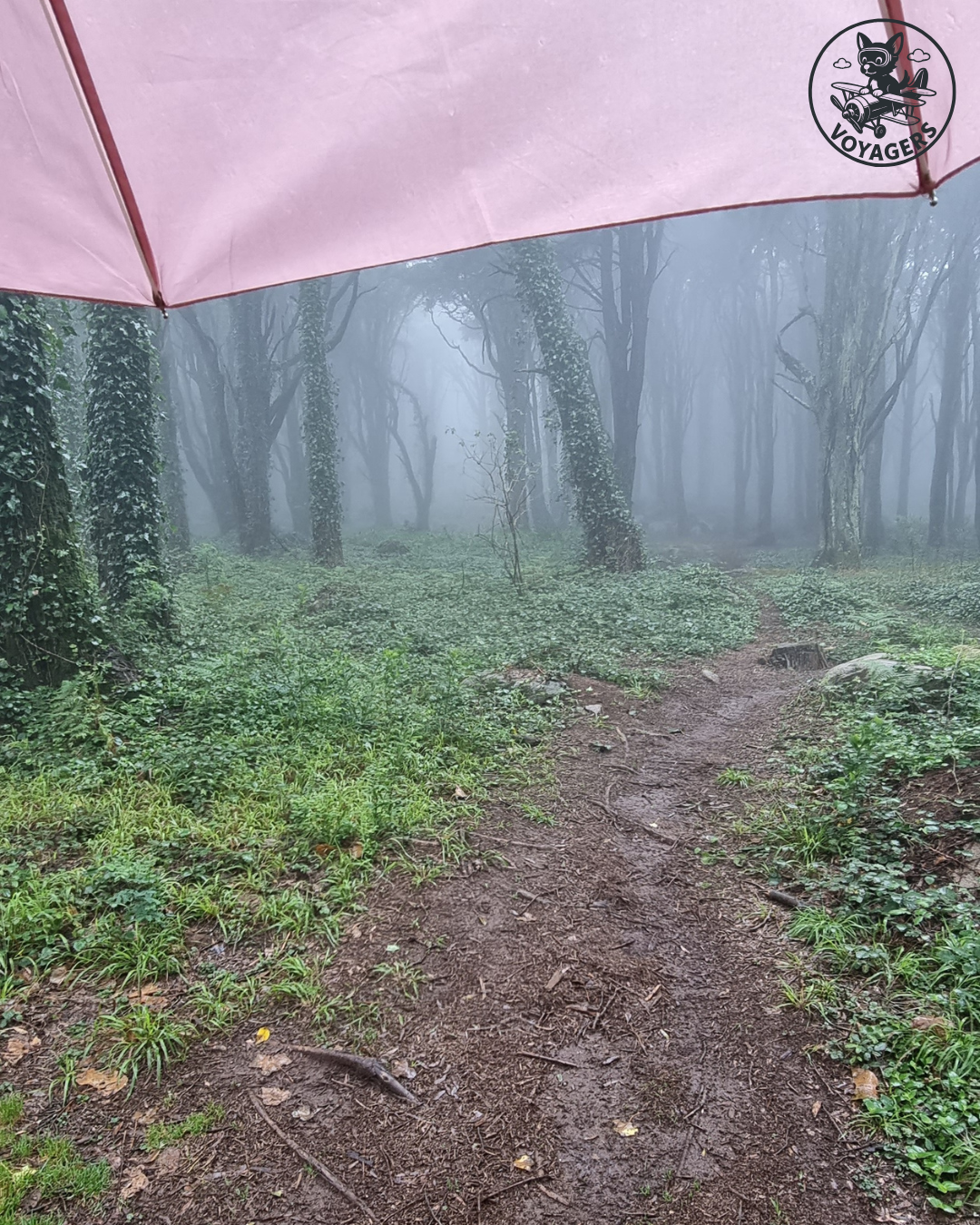 Sanctuaire de Peninha - Forêt enchantée sous le parapluie