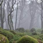 Sanctuaire de Peninha - La brume