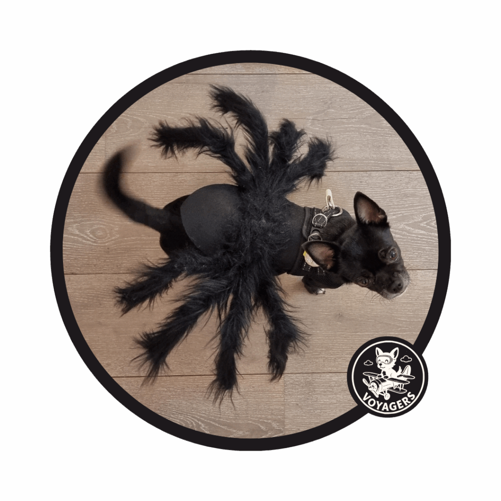 Skaia the Chihuahua dressed as a spider
