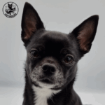 Skaia, portrait d'une chihuahua