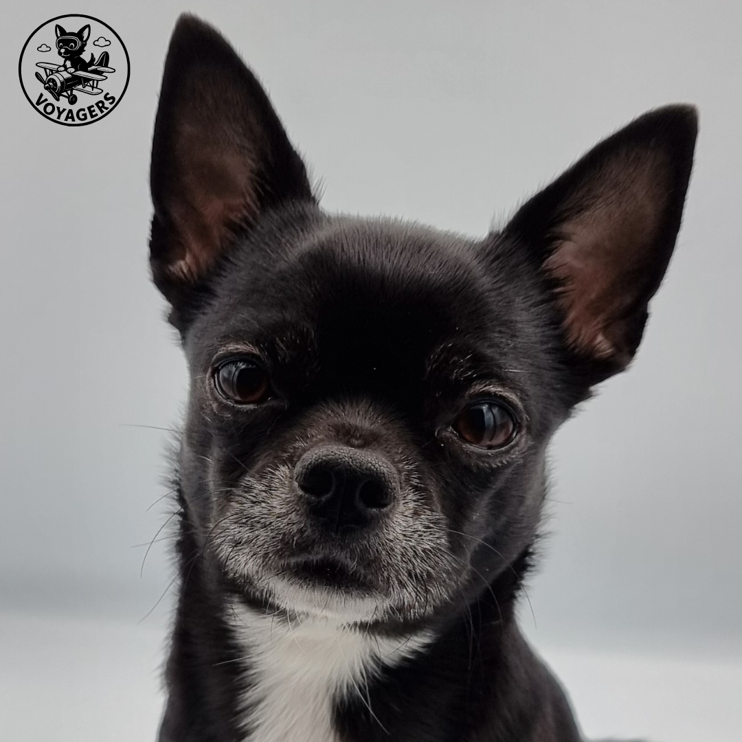Skaia, portrait d'une chihuahua