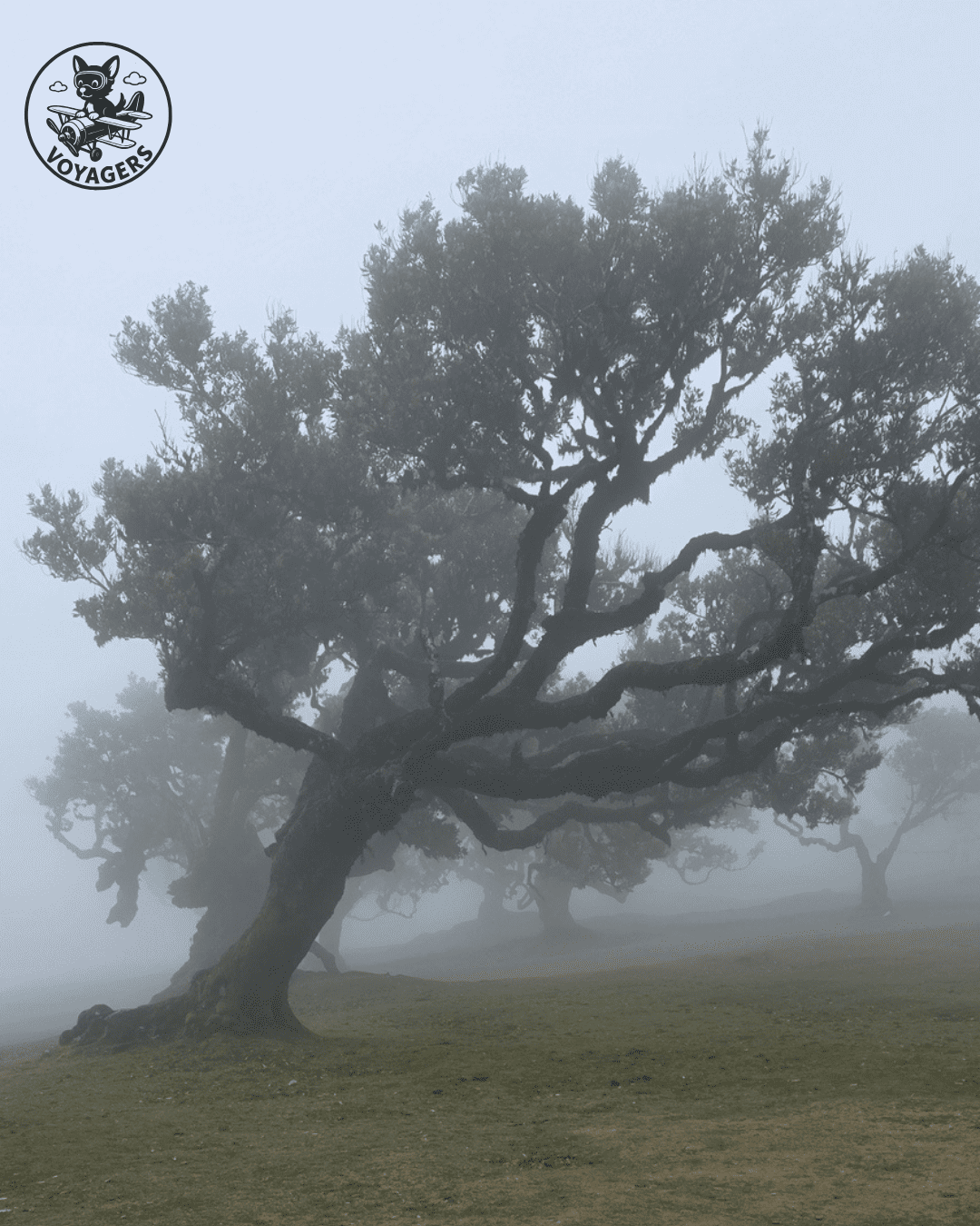 Arbre ancien de la forêt de Fanal aux branches tordues dans la brume