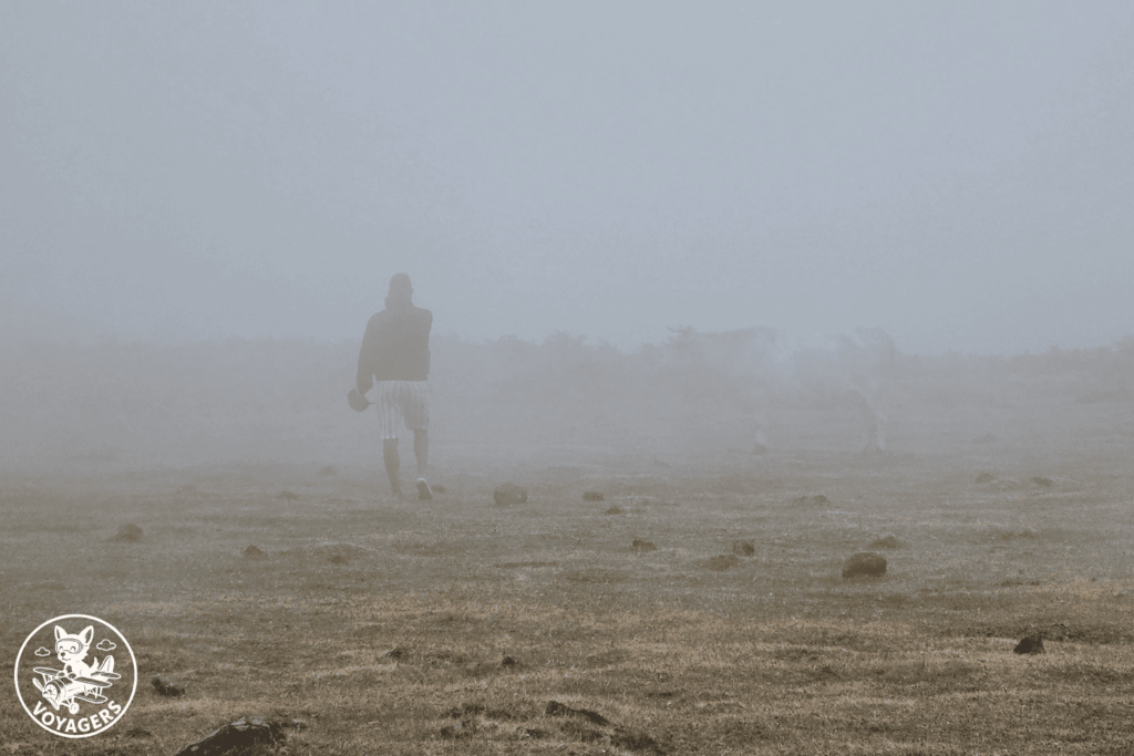 Vache aperçue dans le brouillard de la forêt de Fanal à Madère