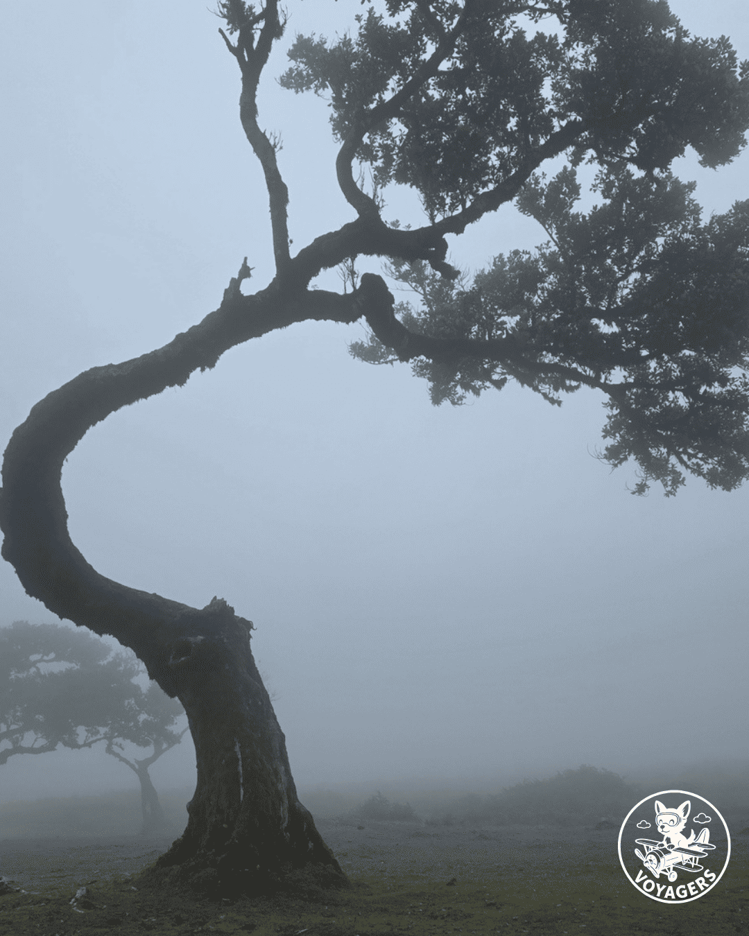 Arbre de la forêt de Fanal disparaissant dans une brume épaisse à Madère
