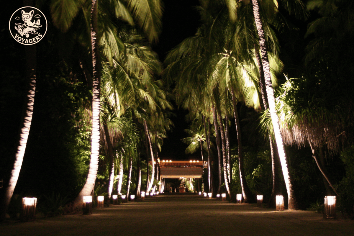 Allée bordée de palmiers éclairée de nuit aux Maldives