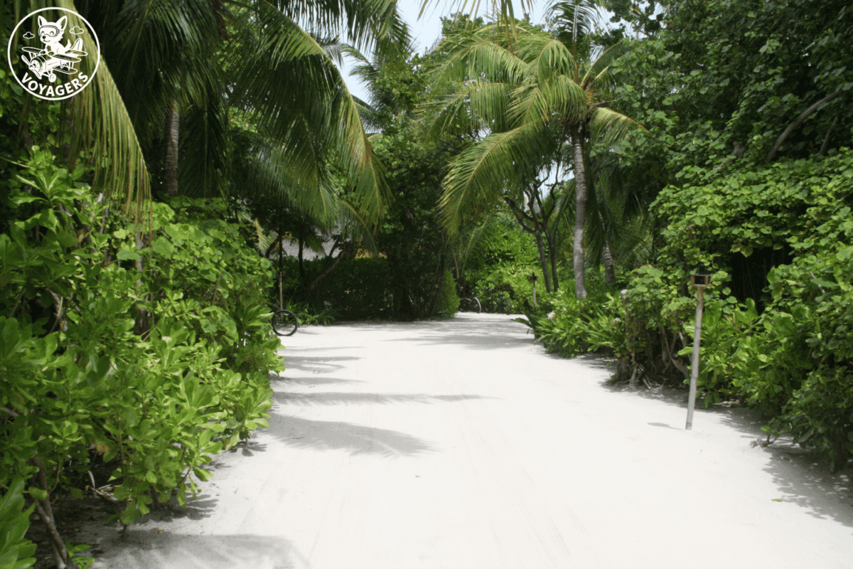 Allée de sable entourée de végétation tropicale aux Maldives
