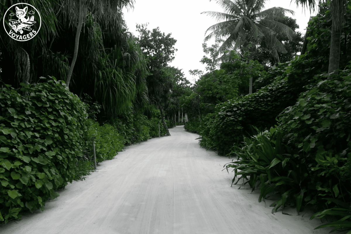 Chemin traversant une végétation tropicale dense aux Maldives
