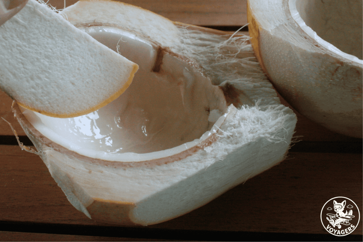 Dégustation d'une noix de coco fraîche aux Maldives