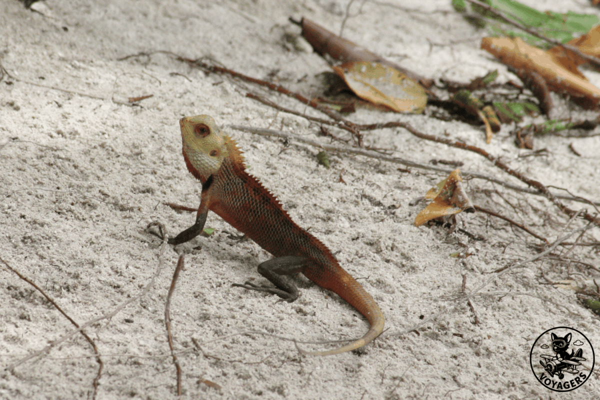 Lézard posé sur le sable clair aux Maldives