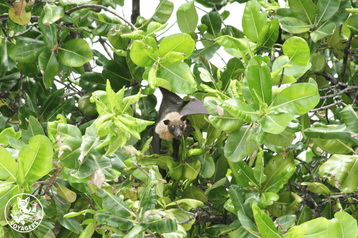Roussette frugivore accrochée dans la végétation tropicale aux Maldives