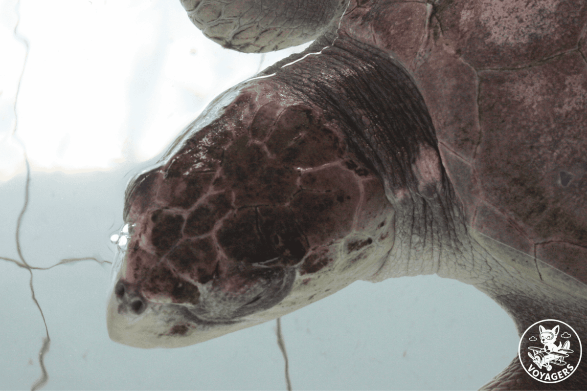 Tortue marine observée dans les eaux des Maldives