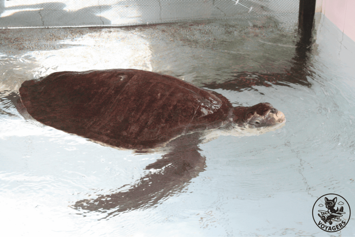 Tortue marine prise en charge dans un centre de soins aux Maldives