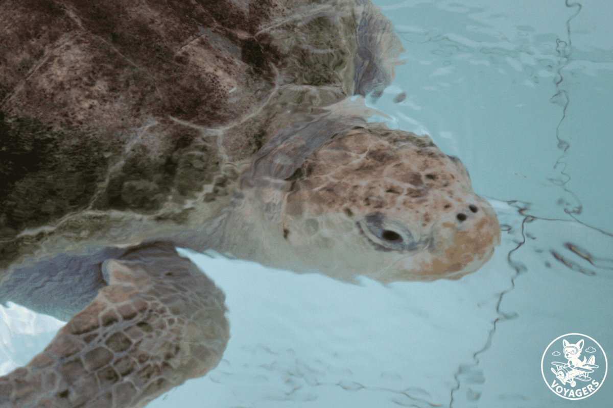 Tortues marines observées aux Maldives